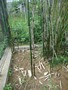 bambus de gradina