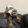 adorabil maimuță mascul pentru adopție/vânzare